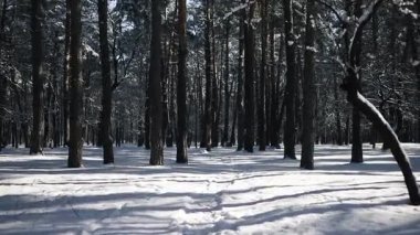 Ağaçlardan eriyen karların düştüğü bir ormanda büyüleyici bir kış sahnesi. Güzel altın güneşin önünde, yavaş çekim görüntüleriyle. 
