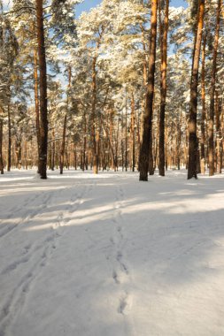 Kışın bir patikada taze kar üzerinde orta büyüklükte ayak izleri..
