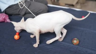 Küçük sfenks kedisi rahat bir evde yatakta oynuyor. Evde top oynayan küçük Kanadalı Sphynx kedisi. Evcil hayvan arkadaşlığı kavramı.