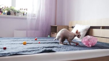 Kanadalı küçük bir Sphynx kedisi evdeki kanepede oynuyor, zıplıyor ve bir oyuncağı kemiriyor..