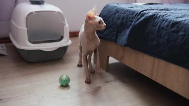 Kanadalı küçük bir Sphynx kedisi evdeki kanepede oynuyor, zıplıyor ve bir oyuncağı kemiriyor..