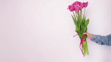 Kadın eli beyaz arka planda renkli çiçekler veriyor. Kız elini uzatıp pembe kurdeleyle laleleri tutuyor. Uzayı kopyala Çiçek minimalist kavram.