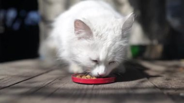 Beyaz tüylü sokak kedisi bahçede kuru yiyecek yiyor. Kedi suratlı. Hayvan bakımı, öğle yemeği, kahvaltı, akşam yemeği, vahşi yaşam, evcil hayvan.