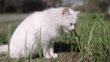 Bahçede bir kedi otluyor. Kedilerin ot yemesi sindirime yardımcı olur, stresi azaltır ve etten elde edilemeyen vitaminleri alır. Baharda çimenlikte beyaz tüylü kedi.