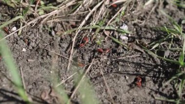 Kundakçı böcekler Pyrrhocoris Apterus yerde. Vahşi doğada ilkbahar. Kırmızı Benekli Sırtlı Böcekler. Güzel Vahşi Doğa
