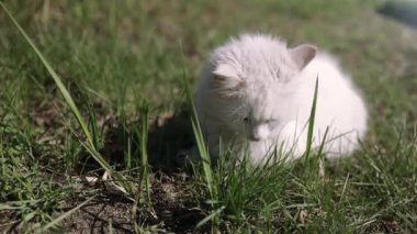 Bahçede bir kedi otluyor. Kedilerin ot yemesi sindirime yardımcı olur, stresi azaltır ve etten elde edilemeyen vitaminleri alır. Baharda çimenlikte beyaz tüylü kedi.