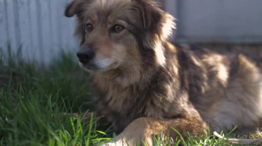 Yeşil çimlerin üzerinde duran köpek portresini kapat. Üzgün bakışlı kayıp köpek. Sadık evcil hayvan sahibini bekliyor. Hayvan dinleniyor, kameraya bakıyor. Evcil hayvanlara bakmak..