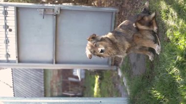 Yaşlı yalnız köpek yerde dinleniyor ve ne yazık ki etrafına bakıyor ve sahibini bekliyor, yakın plan. Kederli, kızıl saçlı, evsiz, kırsal yolda yatan köpekler. Dikey video.