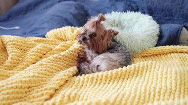 Mavi bir kanepede uzanmış, kapalı bir odada kameraya bakan, şirin, saf bir Yorkshire Terrier köpeği. Kahverengi köpek yavrusu, evdeki kucak köpeği. Köpek çiftleşmesi. Evcil hayvan dinleniyor. İçeride uyuyor.