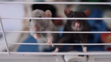 Gri ve siyah fareler bir kafesin içinde rahatça oturup bir anlık rahatlığın tadını çıkarırlar..