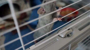 Evcil Gri Sıçan kafeste bir insanla sosyalleşmeyi dört gözle bekliyor. Parlak siyah gözleri ve uzun bıyıkları olan sevimli bir fare.