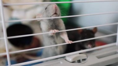 Gri ve siyah fareler bir kafesin içinde rahatça oturup bir anlık rahatlığın tadını çıkarırlar..
