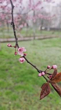 Islak karları kaplayan çiçek açan sakura ağaçlarına yakın durun. Karlı hava. Güzel kiraz çiçekleri. Yavaş çekim.
