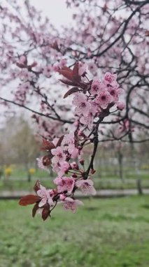 Islak karları kaplayan çiçek açan sakura ağaçlarına yakın durun. Karlı hava. Güzel kiraz çiçekleri. Yavaş çekim.