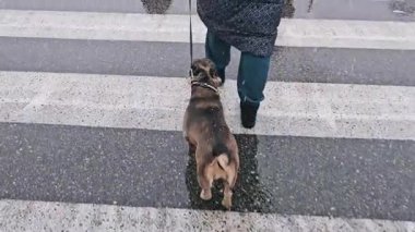 Dikiz aynasındaki kadın yaya geçidinde sabah köpeğinin tasmasıyla karşıdan karşıya geçiyor. Şehirde köpeği gezdiren genç bir kadın. Kahverengi Fransız Bulldog, şehir içinde dolaşırken hayvan sahibinin yanına gidiyor.
