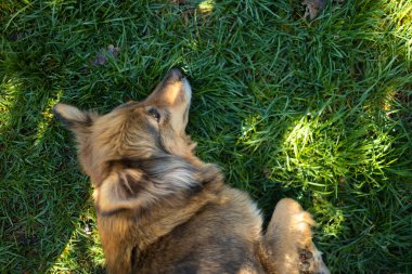 Mutlu köpek yeşil çimlerin üzerinde sırt üstü yatıyor. Yukarıdan aşağıya doğru. Metin için boş boşluk.