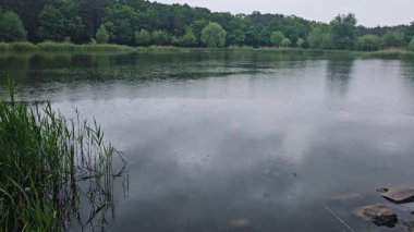 Yeşil bir ormanla çevrili sessiz bir göl. Yazın gölün üzerinde Huzurlu Deniz Burnu. Gökyüzü ve orman deniz suyuna yansıyor. Peyzaj Doğası. 