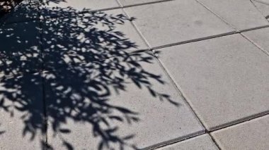 Asfalttaki ağacın gölgesi, yerdeki güneş ışığından sarkan gölgeler.