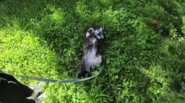 Köpeğiyle oynayan bir kadın. Arka manzara: Güneşli bir günde yaz parkında sevimli köpeğiyle koşan genç bir kız. İnsan hayvan dostluğu.