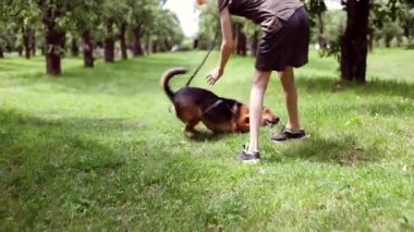 Çocuk güneşli bir günde yaz parkında köpeğiyle oynuyor. İnsan hayvan dostluğu.