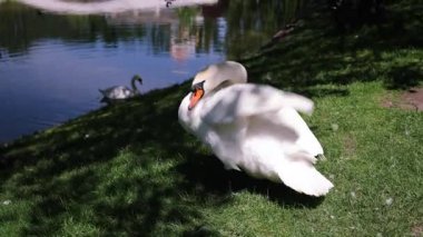Parktaki göletin kenarındaki yeşil çimlerin üzerinde beyaz kuğu