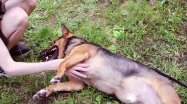 Çocuk parkta sırt üstü yatan bir köpekle etkileşime girer, ikisi de sıcak ve güneşli bir öğleden sonranın keyfini çıkarırlar..