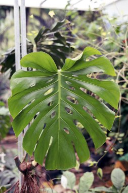 Bahçede su damlaları olan canavar yaprağını kapat..