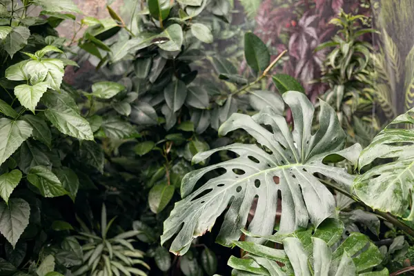 Bahçede su damlaları olan canavar yaprağını kapat..