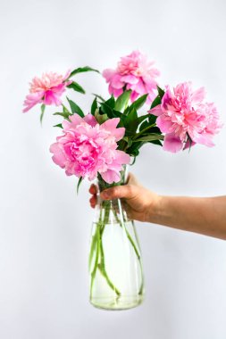 Tanınmayacak hale getirilmiş bireysel vitrinler bir buket gür pembe şakayık demeti. Eller görünür vazoyu sade bir arkaplana doğru tutarak canlı renkleri vurgular.