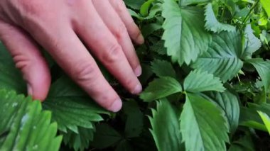 Ormanda yabani çilek. Yaban mersini topluyorum. Vahşi çilek çalısı doğada. Fragaria Vesca meyvesi Woodland 'da. Ormanda elle olgunlaşmış yabani çilek topluyorum.. 
