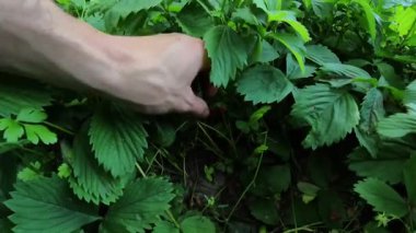 Ormanda yabani çilek. Yaban mersini topluyorum. Vahşi çilek çalısı doğada. Fragaria Vesca meyvesi Woodland 'da. Ormanda elle olgunlaşmış yabani çilek topluyorum.. 