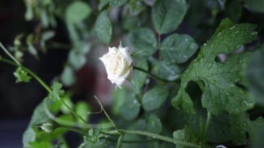 Ev bahçesindeki güzel beyaz gül çalısı. Şiddetli yağmur toprağı besler çiçekler ve doğa için..