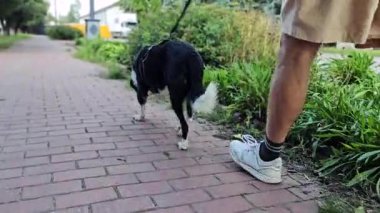 Tasmalı köpek, POV fitness videosu. Av köpeği, park yolu boyunca sahibinin önünde uzun bir tasmayla koşar. Melez köpek oyuncağı aktiviteleri. Köpeği gezdiriyorum.