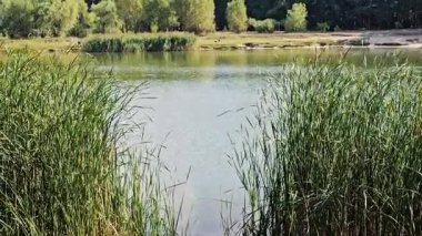 Güneşli yaz gününde güzel sazlıklar rüzgarda sallanıyor.. 