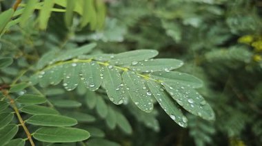 Yaprakların üzerine yağmur damlası ya da su damlası koyu yeşil arka planlı yeşil yaprakların estetik ve gerçekçi yavaş çekim videosu 