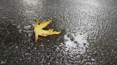 Sonbaharda dökülen sarı yapraklar suda uzanır, asfalttaki yağmur sırasında birikinti. Su damlaları su birikintisine düşer ve kabarcıklar oluşturur. Doğadaki güzellik. Sonbahar havası.