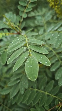 Yaprakların üzerine yağmur damlası ya da su damlası koyu yeşil arka planlı yeşil yaprakların estetik ve gerçekçi yavaş çekim videosu 