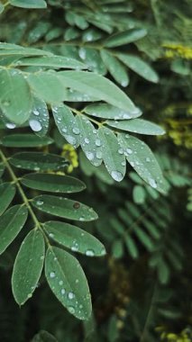 Yaprakların üzerine yağmur damlası ya da su damlası koyu yeşil arka planlı yeşil yaprakların estetik ve gerçekçi yavaş çekim videosu 