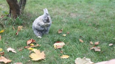 Komik tavşan patilerini davulcu gibi davullar ve sonra kendini yıkar. Komik hayvan videoları. Dikey 4k video