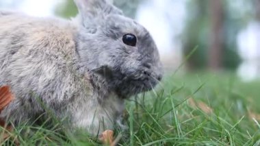 Küçük tüylü kulaklı bir tavşan yeşil bir çayırda oturur ve akşam vakti, parlak sıcak güneş ışığıyla genç yeşil otları yakın plan yer. Paskalya Tavşanı 