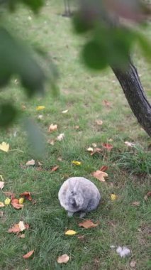 Büyüleyici gri evcil tavşan güzel sonbahar yaprakları yığınının içinde oturuyor. Dikey video.