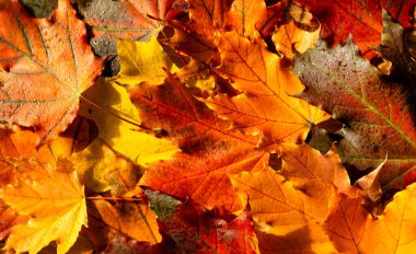 Sonbahar modunda. Düşen sonbahar kurumuş yaprakları. Renkli, çeşitli yeşillikler. Düz konum, üst görünüm, kopyalama alanı.