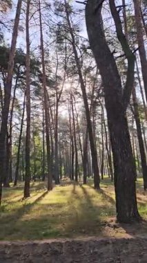 Açık ve Parlak Mavi Gökyüzüne Karşı Çerçevelenmiş Görkemli Orman Ağaçlarının Görünümü, dikey video.