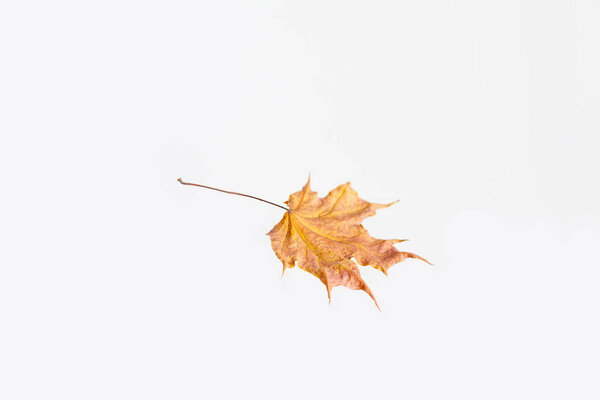 Yellow maple leaf as an autumn symbol as a seasonal themed concept as an icon of the fall weather on an isolated white background.