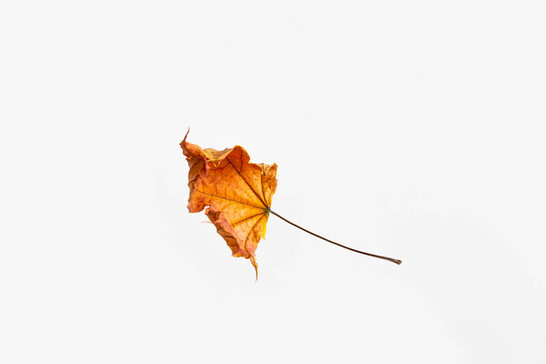 Yellow maple leaf as an autumn symbol as a seasonal themed concept as an icon of the fall weather on an isolated white background.
