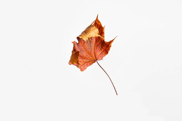 Red dry maple leaf as an autumn symbol as a seasonal themed concept as an icon of the fall weather on an isolated white background.