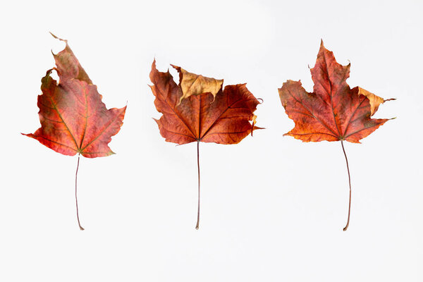 Red dry maple leaf as an autumn symbol as a seasonal themed concept as an icon of the fall weather on an isolated white background.
