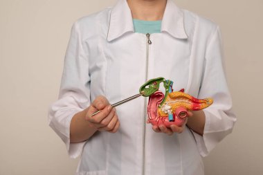 Doktor, plastik model insan pankreası üzerinde kalem gösteriyor.