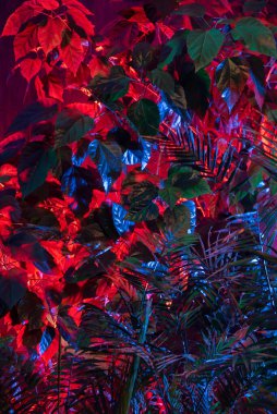 Tropikal yapraklardan oluşan yaratıcı floresan renk düzeni. Düz neon renkler uzanıyordu. Doğa konsepti.
