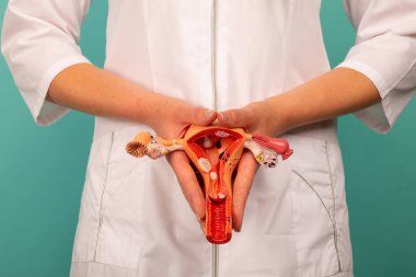 Doktor bölgesel model dişi üreme organları tutuyor.